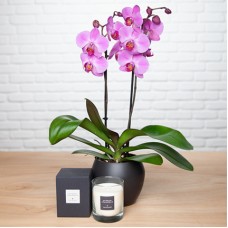 Rosa Schmetterlingsorchidee und ihre Kerze 190g