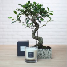 Bonsai und Duftkerze (25 cm)