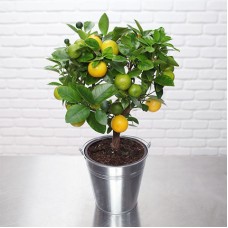Calamondin-Orangenbaum