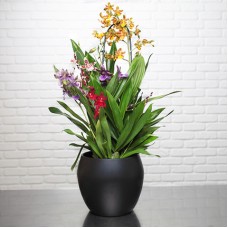 Orchideengarten