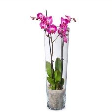 Rosa Orchidee 2-Zweig + Vase