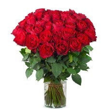 50 rote Rosen