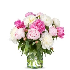 15 weiße und rosa Pfingstrosen