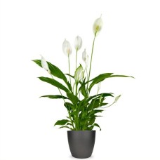 Spatiphylium H60