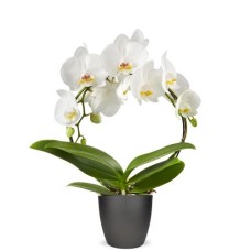 Phalaenopsis White 2-Branch Arch