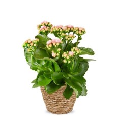 Kalanchoe H30