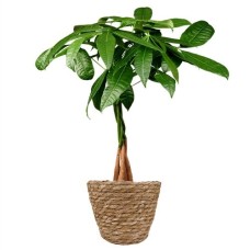 Geldbaum | Pachira Aquatica 50 cm