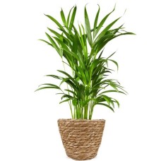 Areca-Palme 60 cm