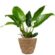 Philodendron Imperial grün