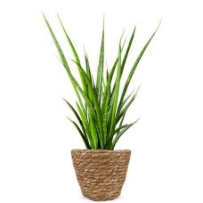Sanseveria kirkii friends H50