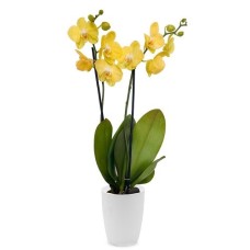 Gelbe Orchidee