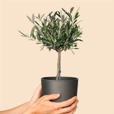 Olivenbaum 50 cm + kostenloser Pflanztopf