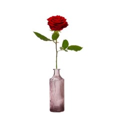 1 Premium-Rote Rose + Vase