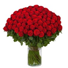100 rote Rosen - Madam Red (60 cm)