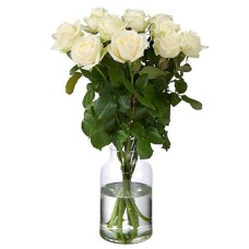 10 Premium-Rosen der Sorte „White Avalanche“