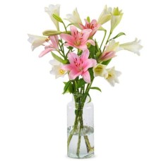 Lilien - Süße Mischung (Klein)
