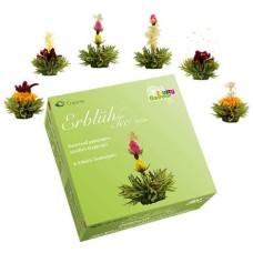 Schachtel mit 6 aromatisierten Grünteeblüten