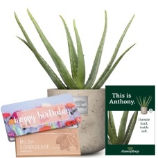 Das ist Anthony (Aloe Vera) mit zarten Blüten mit Munz-Tafel Schokolade «Happy Birthday»