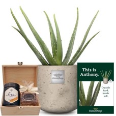 Das ist Anthony (Aloe Vera) mit Honey &amp; Sweet Geschenkbox von Bee-Family &amp; Gottlieber
