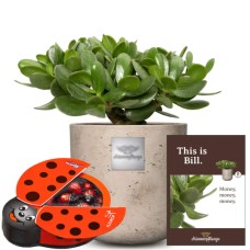 Das ist Bill (Crassula ovata) mit Munz-Schokolade-Marienkäfer