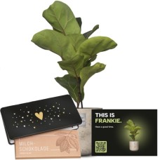 Das ist Frankie (Ficus lyrata bambino) mit Munz-Tafel Schokolade «Herz»