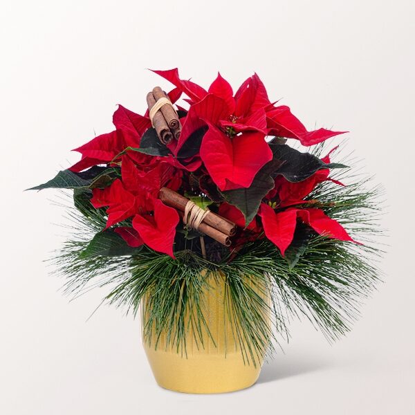 Roter Weihnachtsstern Mit 2 Ferrero Rocher