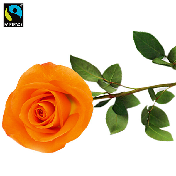 Orange langstielige Fairtrade-Rose