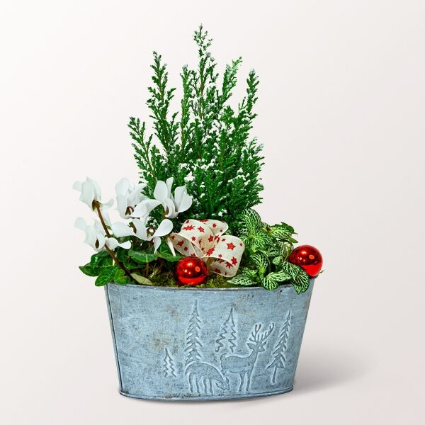 Süße Winterarrangements