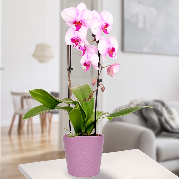 Hellrosa Orchidee in einem Topf