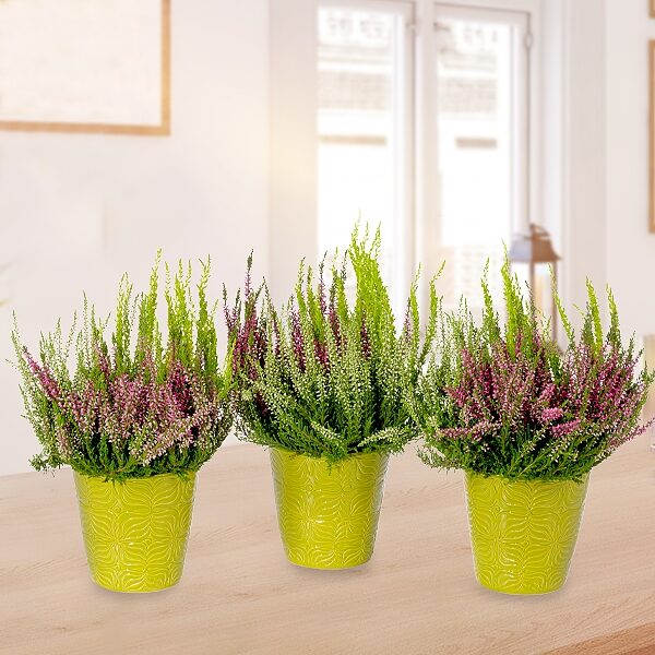 3er-Set Heidekraut (Calluna Gardengirls)