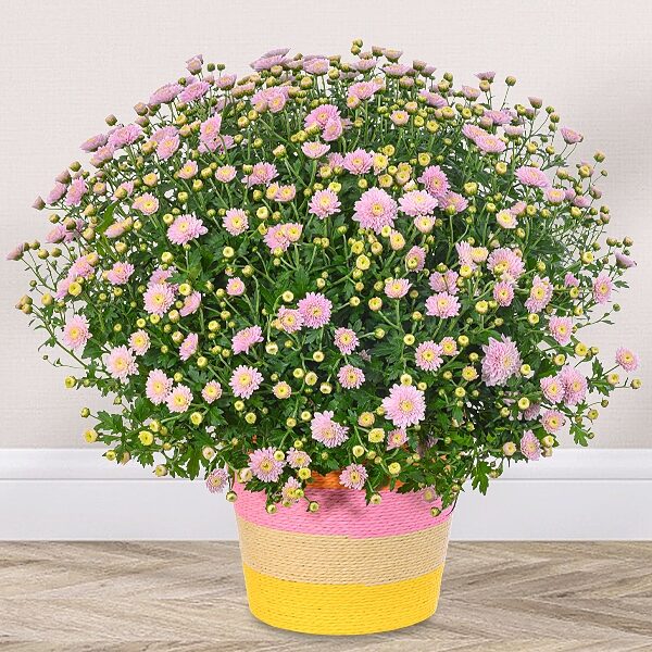 Hellrosa Chrysanthemen in einem bunten Seegraskorb