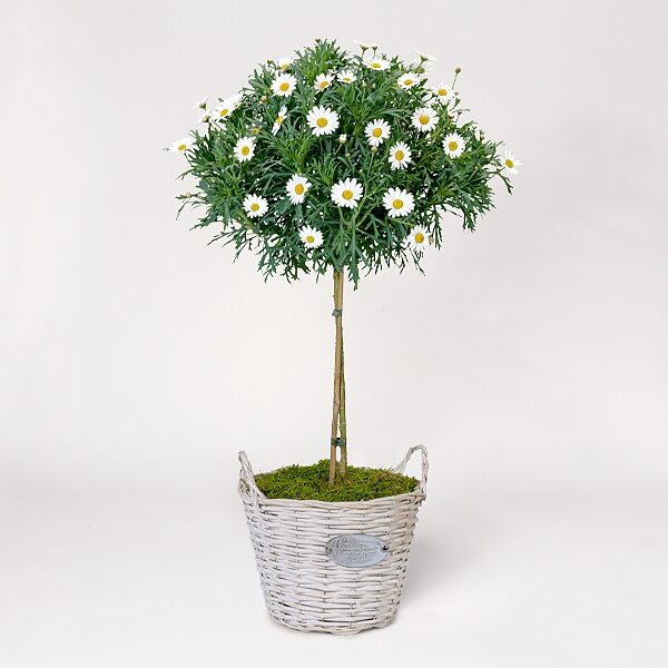 Gänseblümchen-Busch