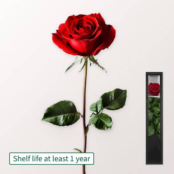 Rote, langlebige Rose mit Stiel