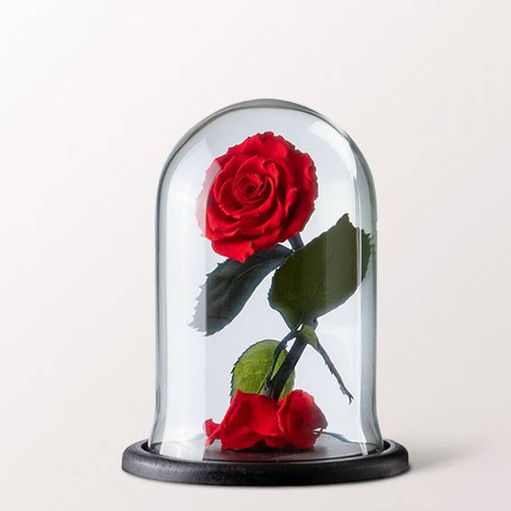 Ewige Rose im Glas