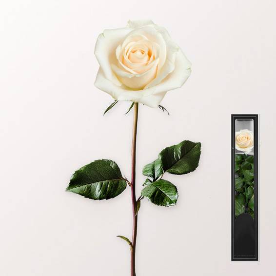 Weiße, langblühende Rose mit Stiel
