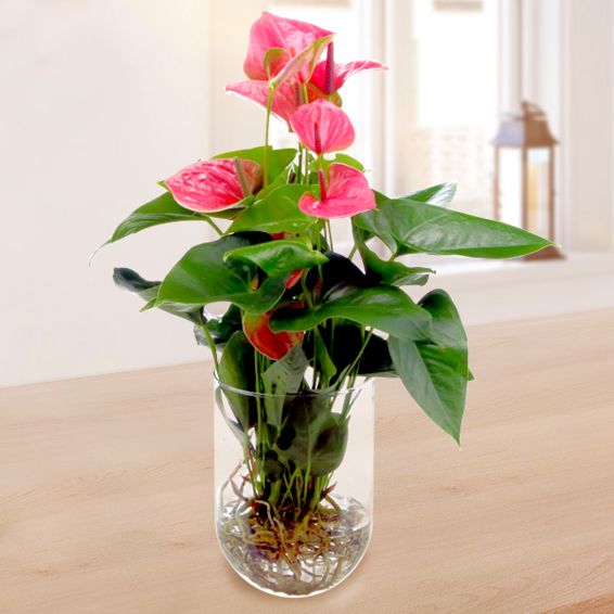 Rosa Anthurie als Wasserpflanze