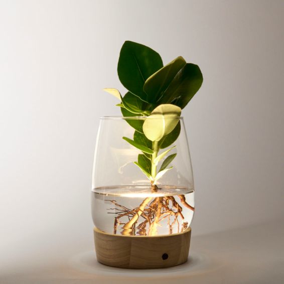 Wasserpflanze Clusia mit LED-Beleuchtung