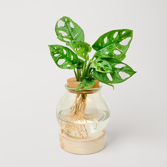 Wasserpflanze Monstera mit LED-Beleuchtung