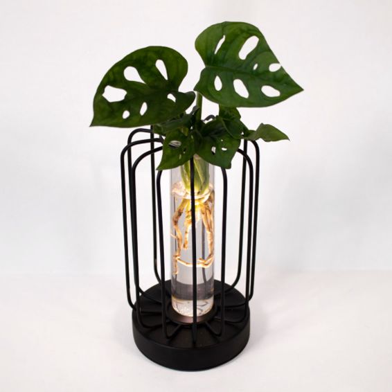Wasserpflanze Monstera im runden Metallgefäß