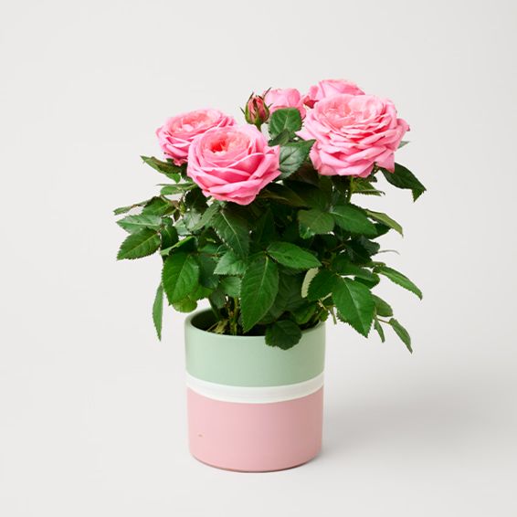 Hellrosa Rose in einem modernen Keramiktopf