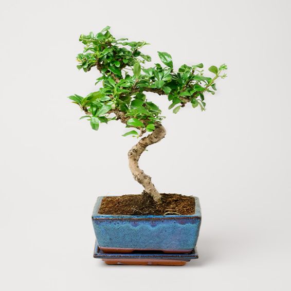Bambus Zelkova (ca. 20 cm)