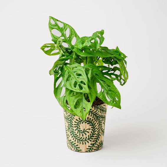 Monstera in einem dekorativen Blumentopf