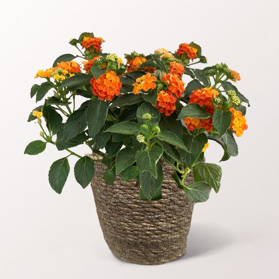 Orange Lantana (in einem Korb)