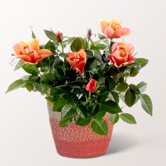 Orangefarbene Rose im Seegraskorb