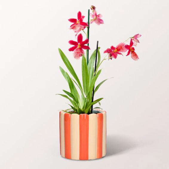 Orchidee Cambria Nelly Isler