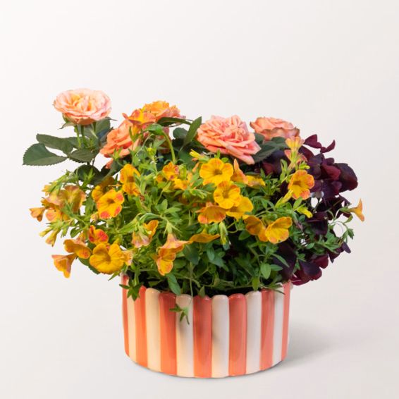 Ein sommerliches Juwel in Gelb und Orange
