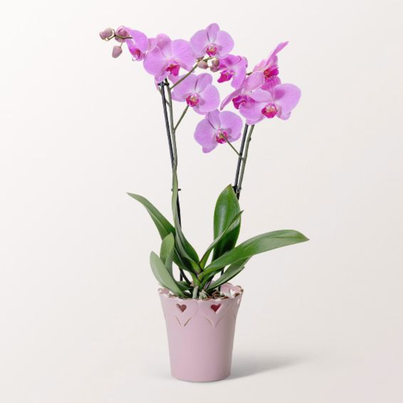 Hellrosa Orchidee im Topf