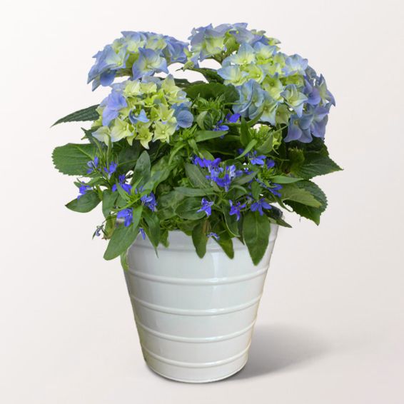 Blaue Hortensie in einem dekorativen Zinktopf