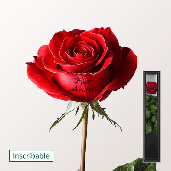 Etikettierbare rote, langlebige Rose mit Stiel