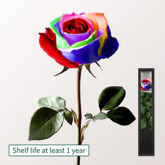 Farbenfrohe, langlebige Rose mit Stiel